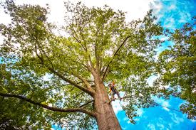 Leaf Removal in Kountze, TX