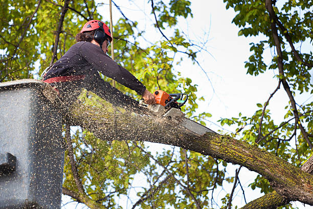 Professional Tree Services in Kountze, TX