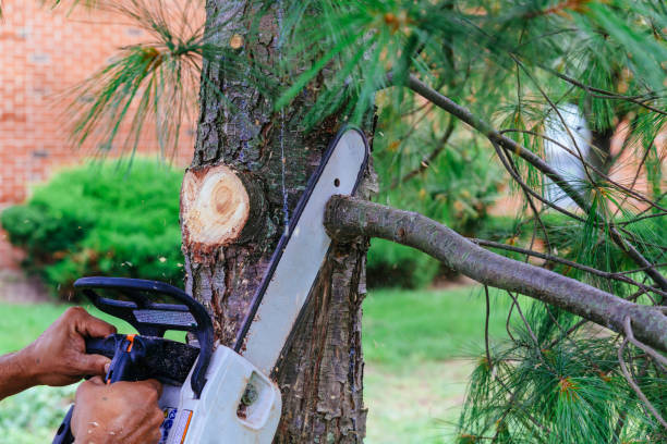 How Our Tree Care Process Works  in  Kountze, TX